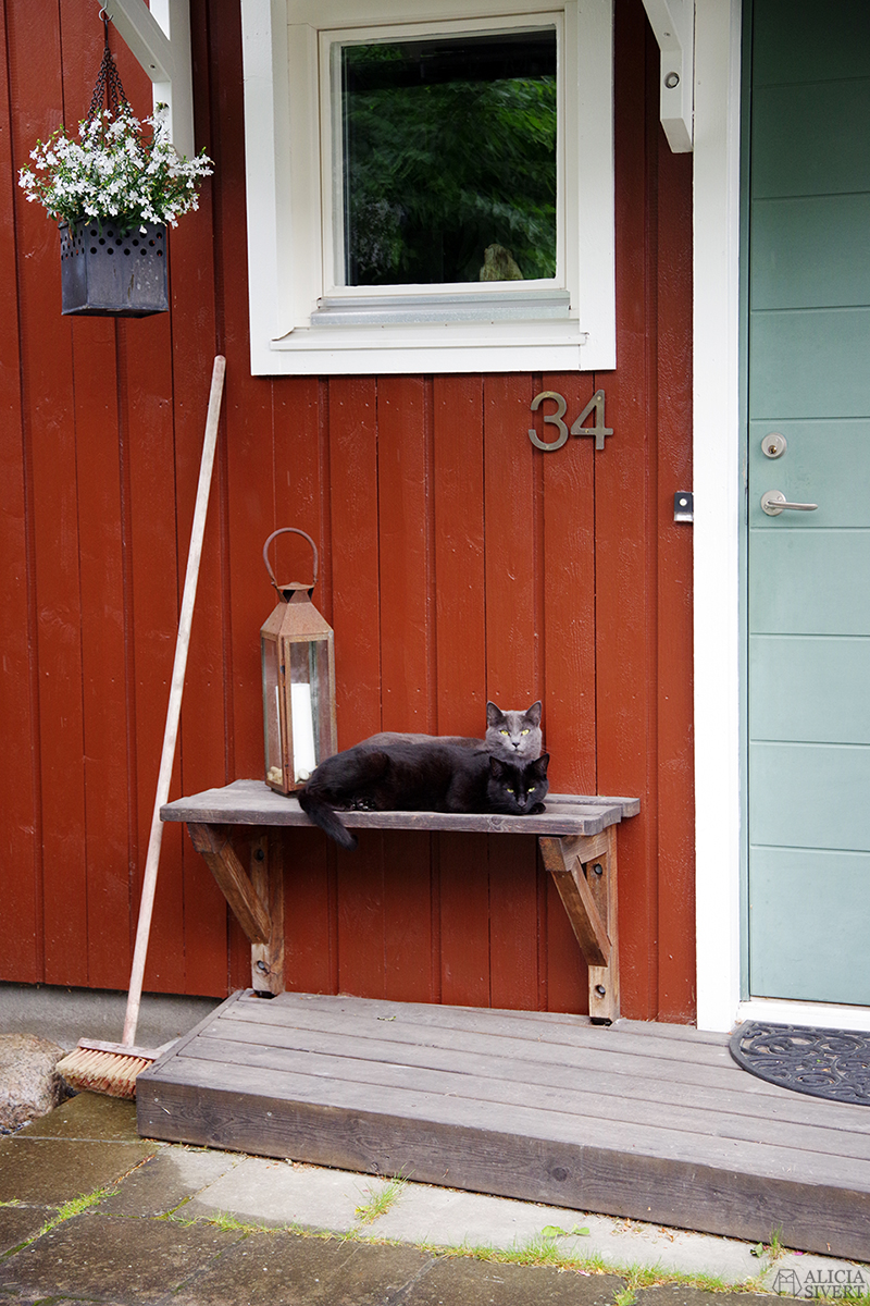 Klappa grannkatter, två katter på en bänk - www.aliciasivert.se / sommarplaner