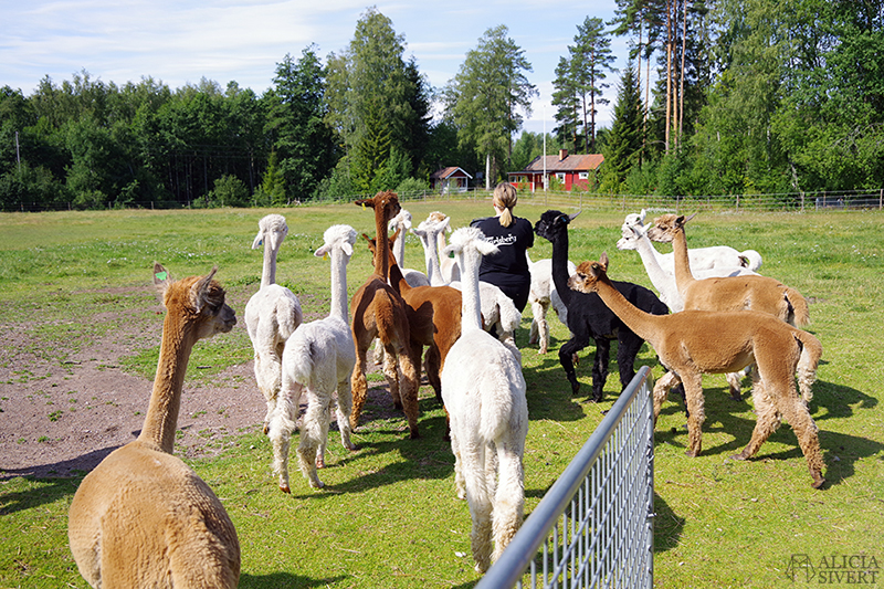 När vi fick mata alpackor på Norrängens alpackagård, Sala - www.aliciasivert.se // alpacka alpaca hage bed and breakfast b&b