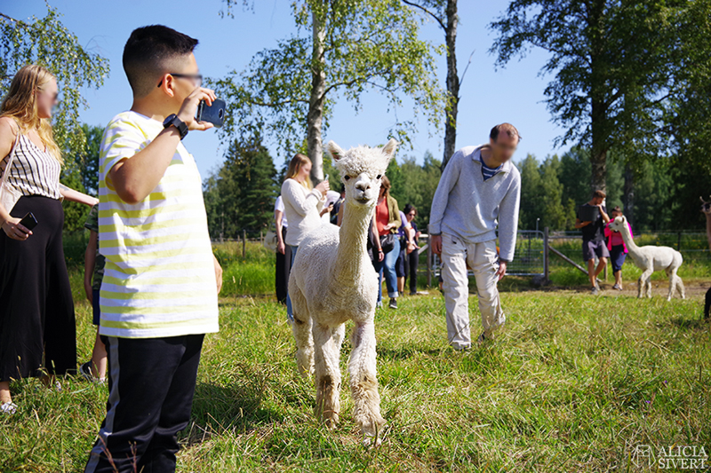 När vi fick mata alpackor på Norrängens alpackagård, Sala - www.aliciasivert.se // alpacka alpaca hage bed and breakfast b&b