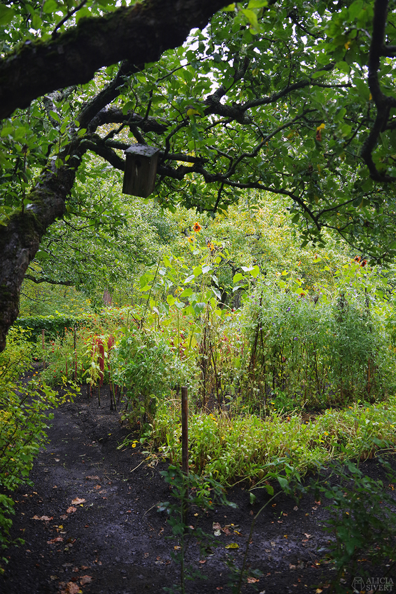 Trädgård, Skansens höstmarknad 2019 - www.aliciasivert.se