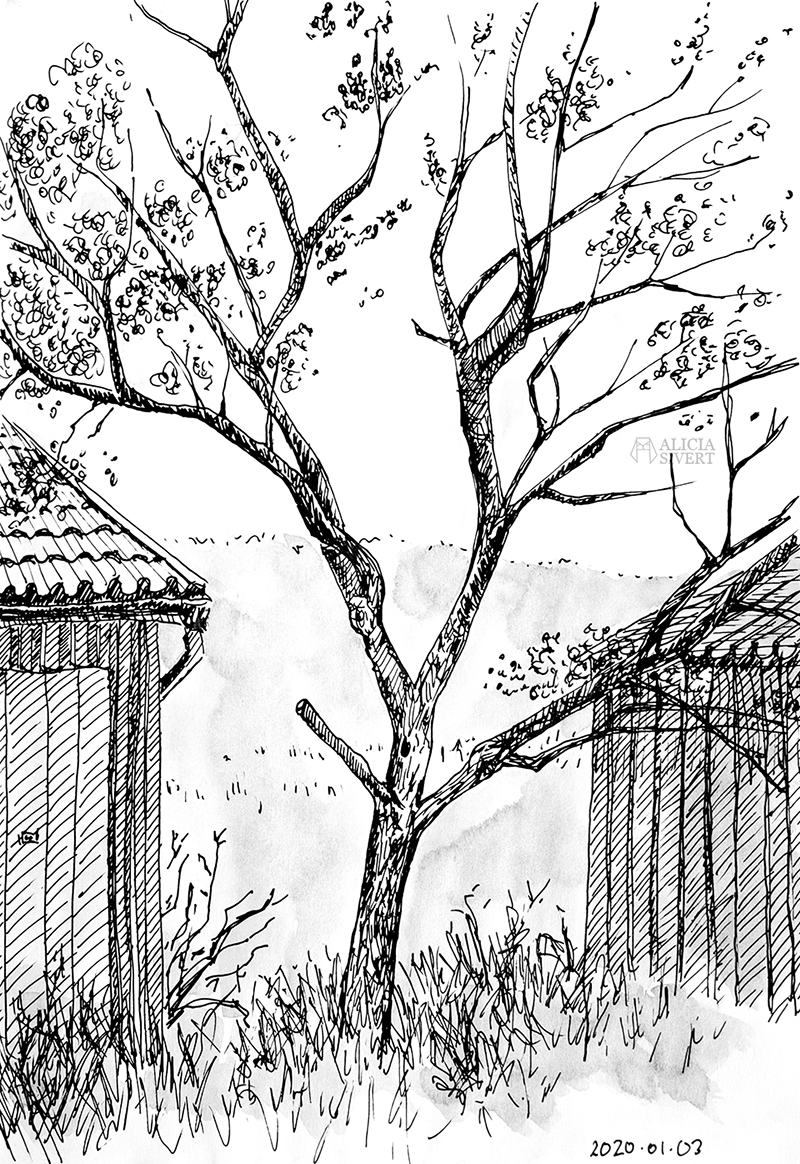 Tio tecknade träd till tröst - www.aliciasivert.se // teckning trädteckning teckningar döda träd gamla ihåliga knotiga illustration bläck tusch svartvit svartvitt staedtler mars matic 0,4 rita skissa alicia sivertsson