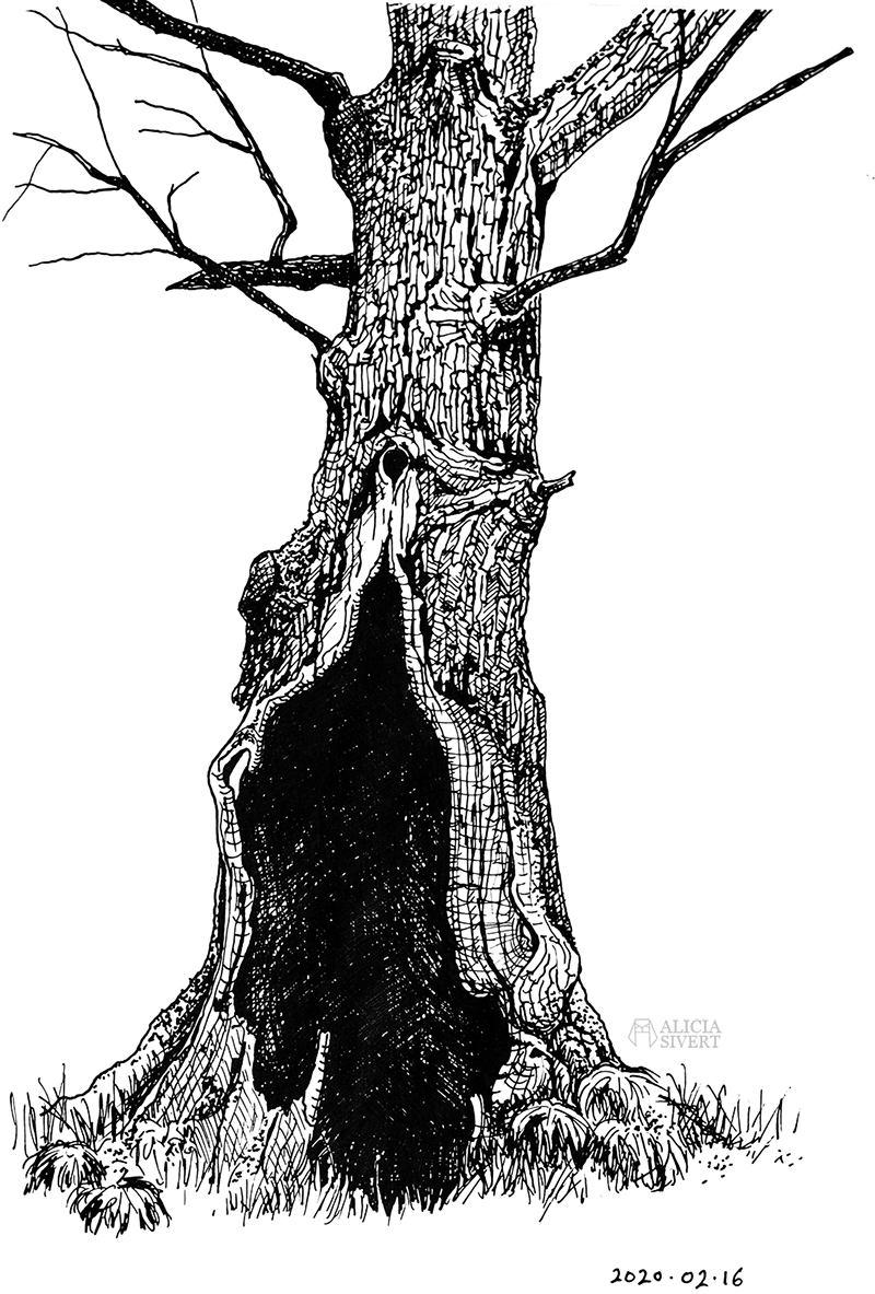 Tio tecknade träd till tröst - www.aliciasivert.se // teckning trädteckning teckningar döda träd gamla ihåliga knotiga illustration bläck tusch svartvit svartvitt staedtler mars matic 0,4 rita skissa alicia sivertsson