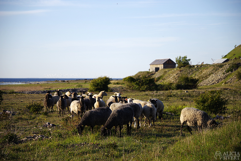 Får och stenstuga på strandäng. Gotland i juni - www.aliciasivert.se