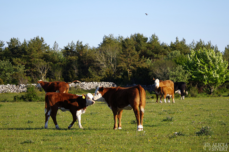 Kalv och ko som nosar på varandra. Gotland i juni - www.aliciasivert.se