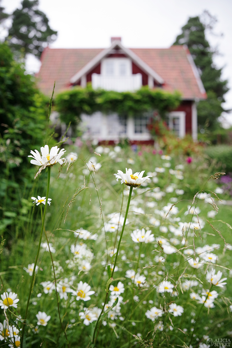 Falurött hus med vita prästkragar i förgrunden. Mammas trädgård - www.aliciasivert.se