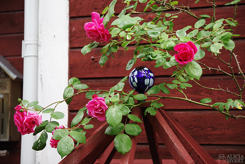 Blå glasknopp på faluröd ställning med rosor i förgrunden. Mammas trädgård - www.aliciasivert.se
