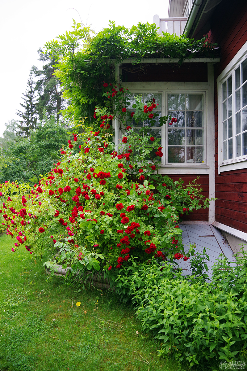 Röda rosor framför veranda. Mammas trädgård - www.aliciasivert.se