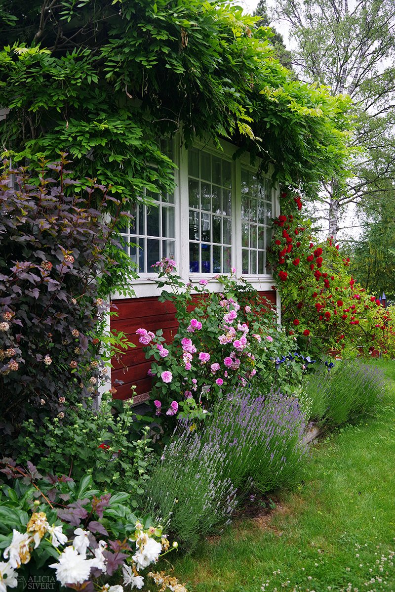 Veranda med rosor och lavendel i rabatten. Mammas trädgård - www.aliciasivert.se